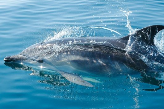 Dolphin Spotting in goa