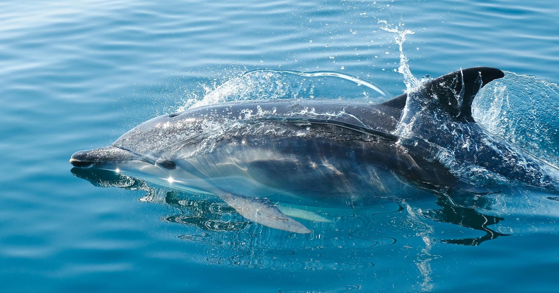 Dolphin Spotting in goa